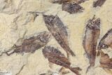 Fossil Fish (Gosiutichthys) Mortality Plate - Lake Gosiute #130019-1